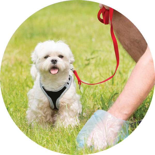 Pet Clean Up Icon